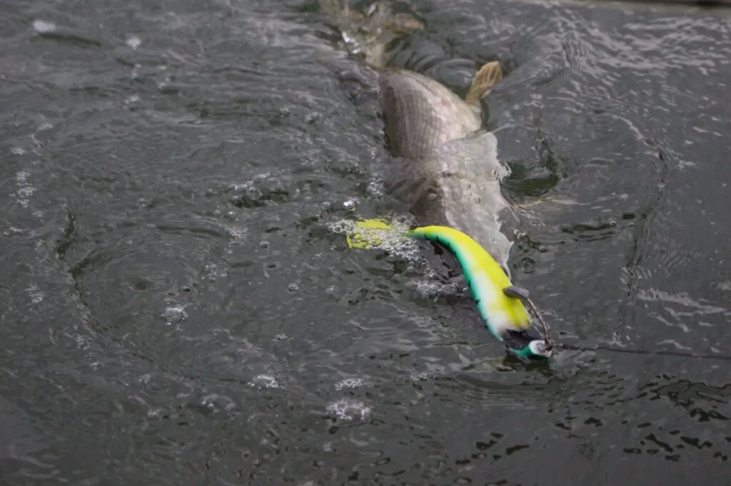 Fiskare som håller upp en stor fisk i båten