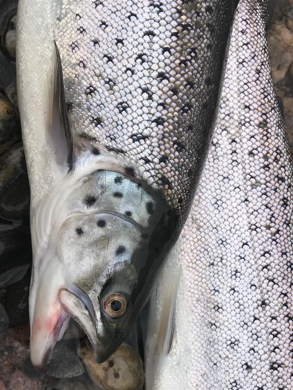 Photo from a full day guided fishing trip
